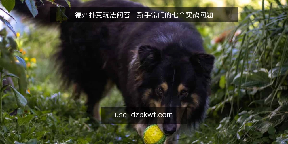德州扑克玩法问答:新手常问的七个实战问题 — 先搞清楚:德州扑克玩法到底在玩什么? 配图